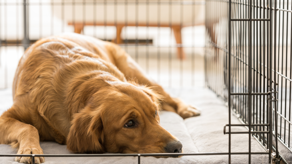 dog lays in crate during heartworm treatment