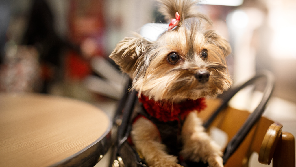 Small Yorkie wearing a sweater in Lewisville