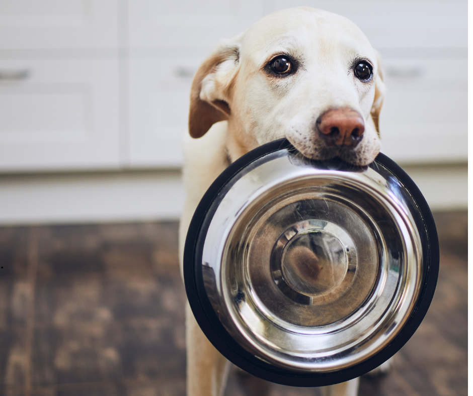 Austin pet sitter keeps dog happy avoiding pet sitting disasters