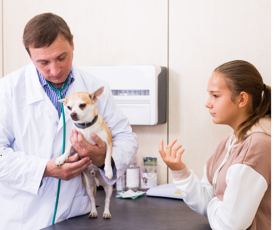 Owner meets with vet and dog over health risks associated with infrequent walks