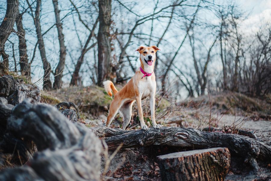 The Best Dog Parks in Austin, Texas