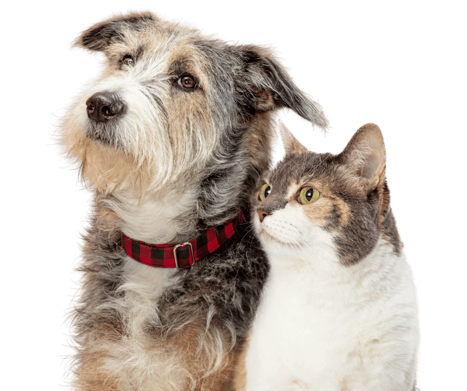 The Best Pet Sitters and Dog Walkers in Austin since 2001