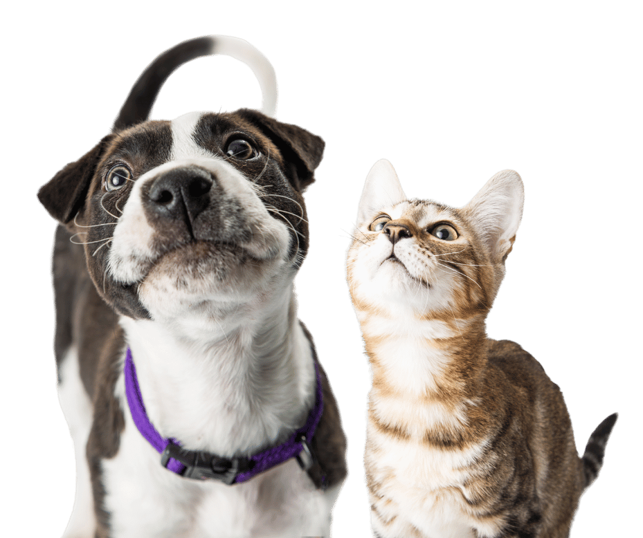 The Best Pet Sitters and Dog Walkers in Dallas since 2001