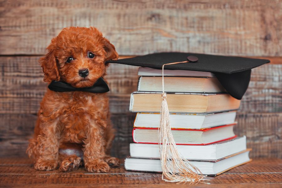 Back to School Training Tips For Your Dog