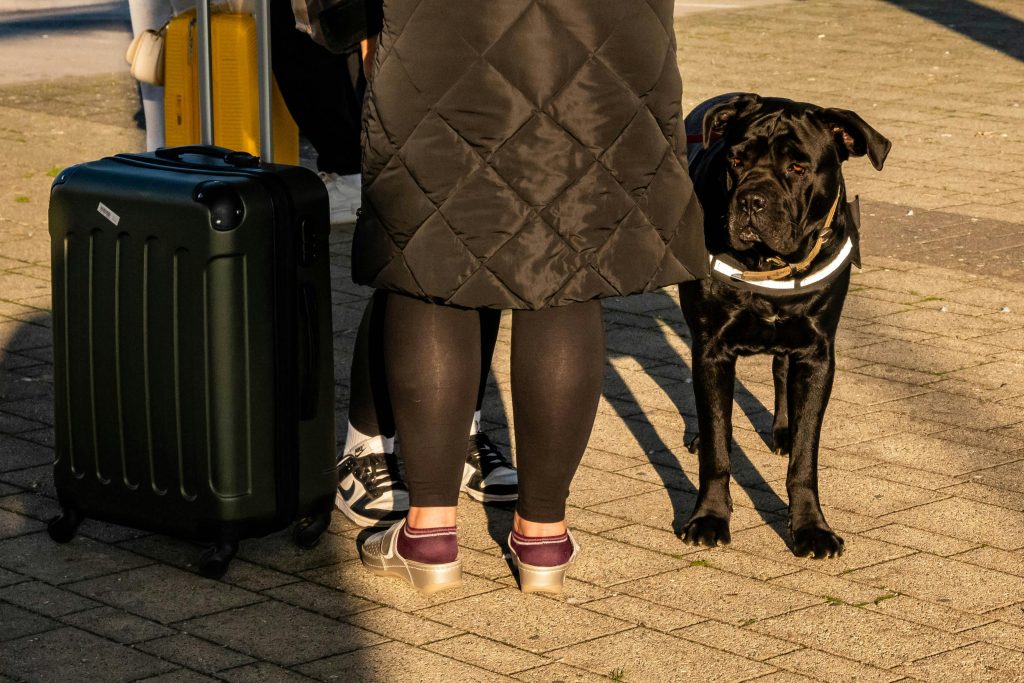 Planning a Trip? Here’s the Ultimate Pre‑Travel Checklist for Pets Staying Home