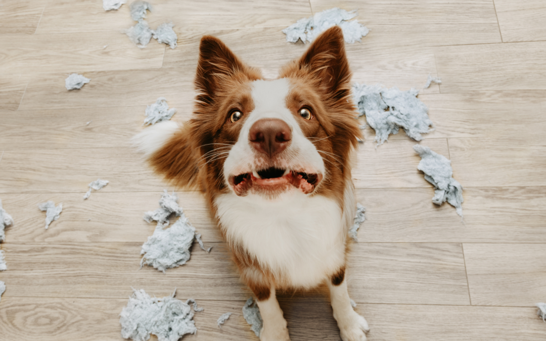 10 Signs of Pet Anxiety When You Leave Home (and Proven Strategies to Help)